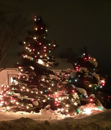two snowswept evergreen trees outdoors with glowing lights